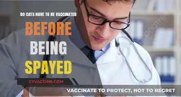 Vaccinations and Spaying: What's the Deal with Cats?