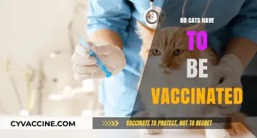 Do Cats Need Vaccines? Essential Health Tips for Feline Owners