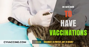 Do Cats Need Vaccinations? Essential Health Insights for Feline Owners
