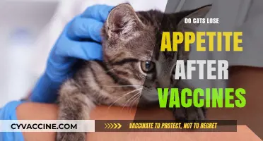 Do Cats Lose Appetite After Vaccines? Understanding Post-Vaccination Effects