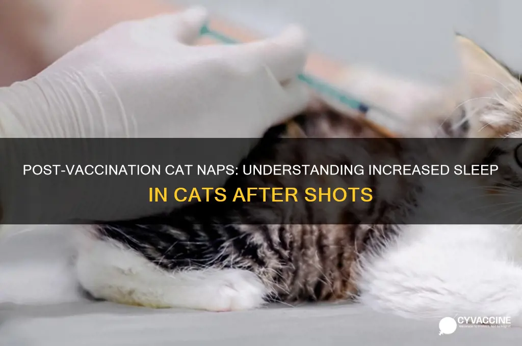 do cats sleep more after vaccination