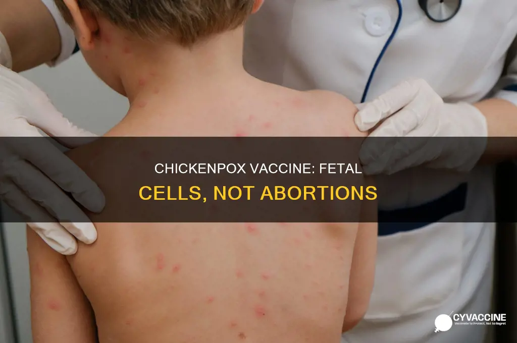 do chicken pox vaccines come from fetal abortions