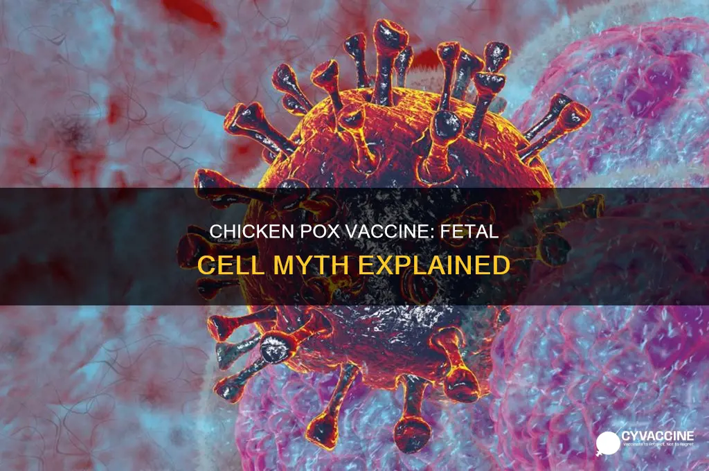 do chicken pox vaccines contain aborted fetal cells