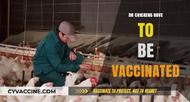 Do Chickens Need Vaccines? Essential Poultry Health Insights