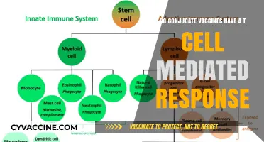 How Conjugate Vaccines Stimulate T-Cell Defense
