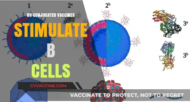 Conjugated Vaccines: How They Activate B Cells for Stronger Immunity