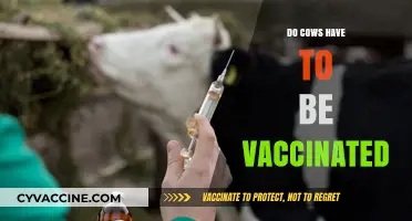 Cows and Vaccines: Essential Health Measures for Livestock Protection