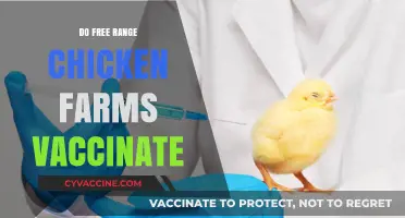 Do Free-Range Chicken Farms Vaccinate? Uncovering the Truth