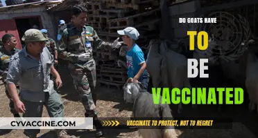 Goat Vaccinations: Essential Health Measures for Your Herd Explained