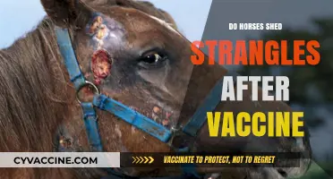 Can Horses Shed Strangles After Vaccination? Understanding Post-Vaccine Risks