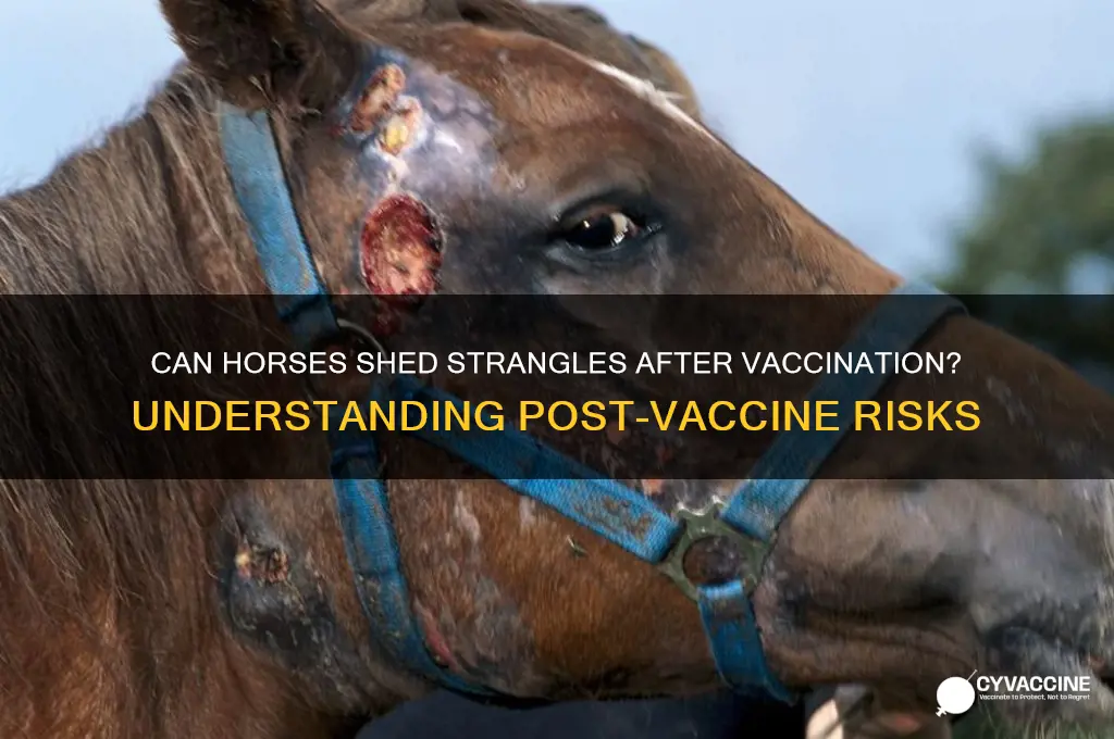 do horses shed strangles after vaccine