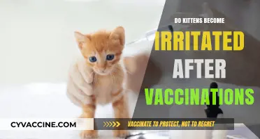 Post-Vaccination Kitten Irritability: What to Expect and How to Help