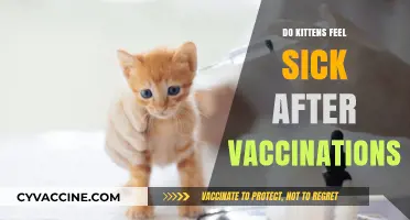 Do Kittens Feel Sick After Vaccinations? Understanding Post-Shot Reactions