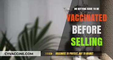 Vaccinating Kittens: What You Need to Know Before Selling