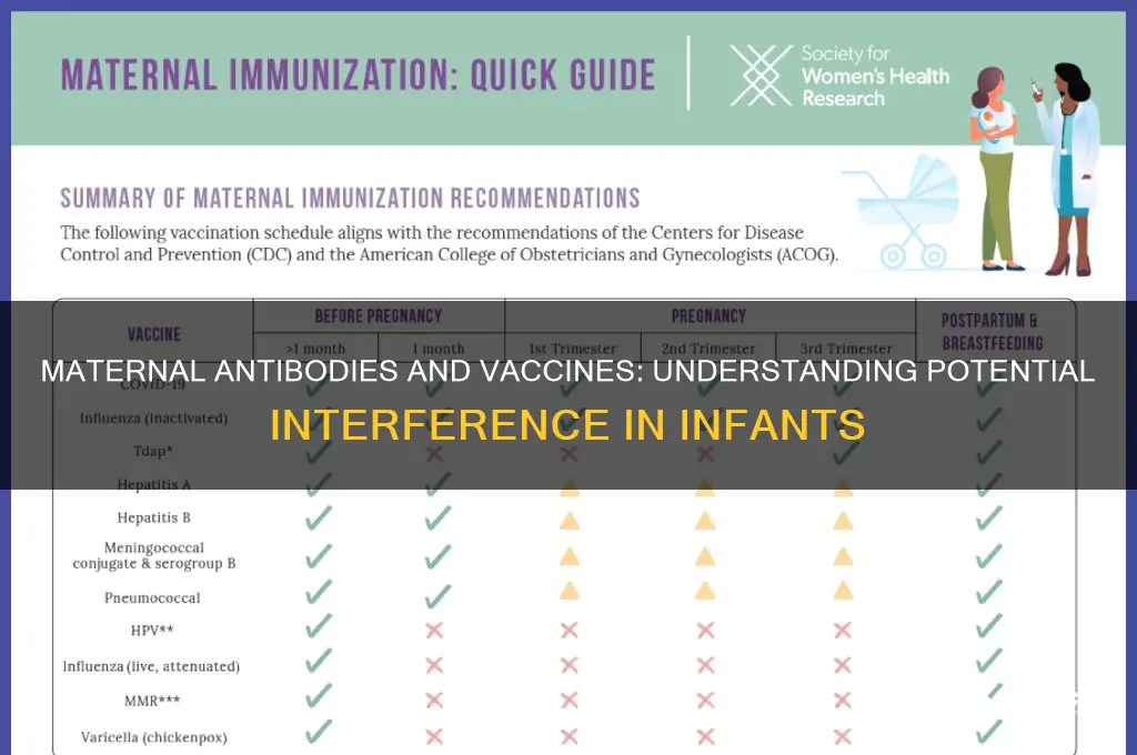 do maternal antibodies interfere with vaccines