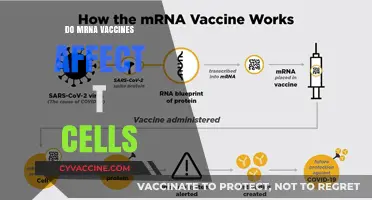 Do mRNA Vaccines Impact T-Cell Function and Immunity?