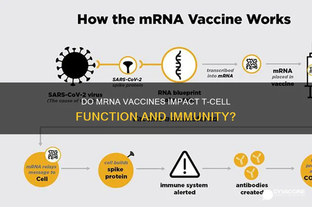 do mrna vaccines affect t cells