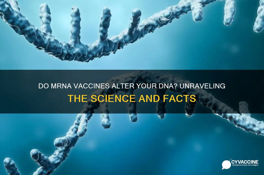 do mrna vaccines change your dna