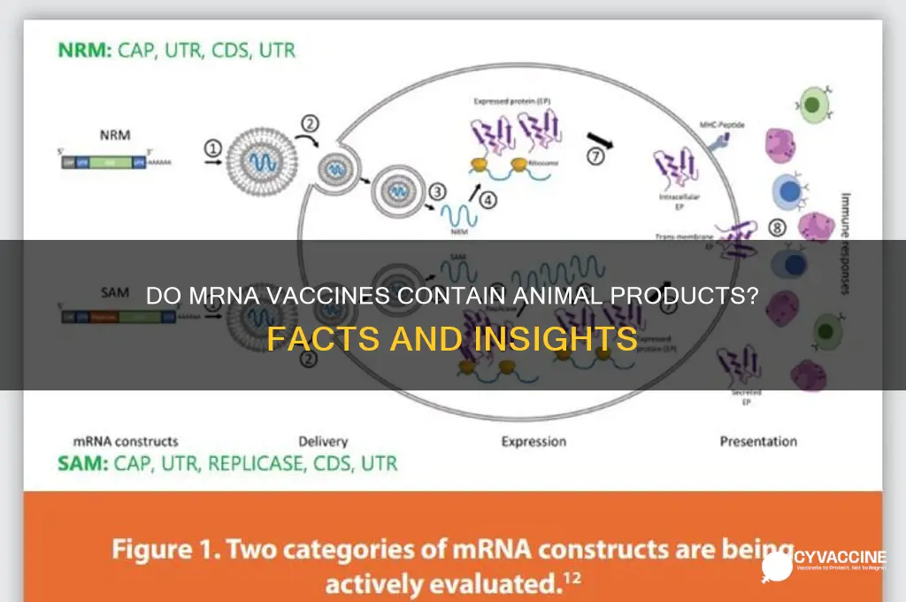 do mrna vaccines contain animal products