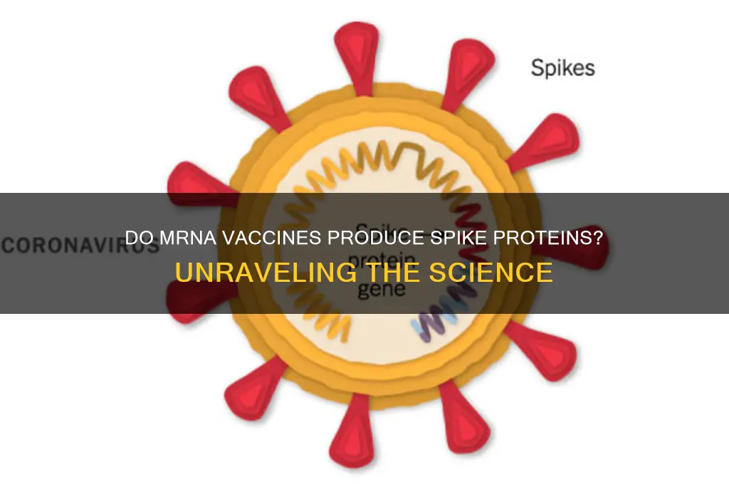 do mrna vaccines create spike protein