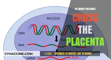 Do mRNA Vaccines Cross the Placenta? Safety and Facts Explained