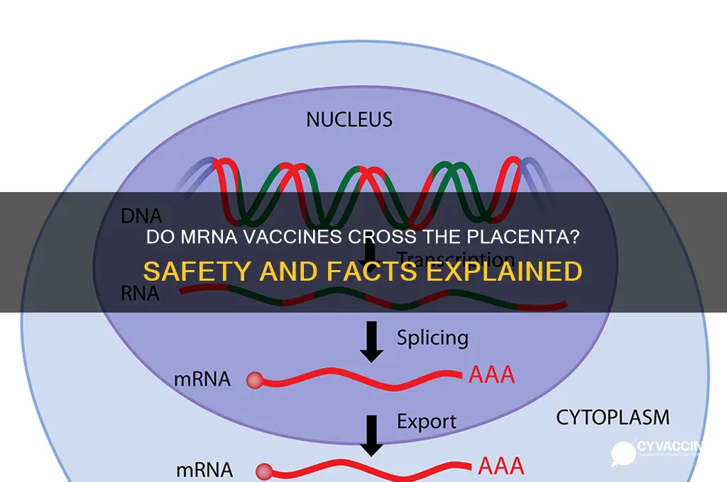 do mrna vaccines cross the placenta