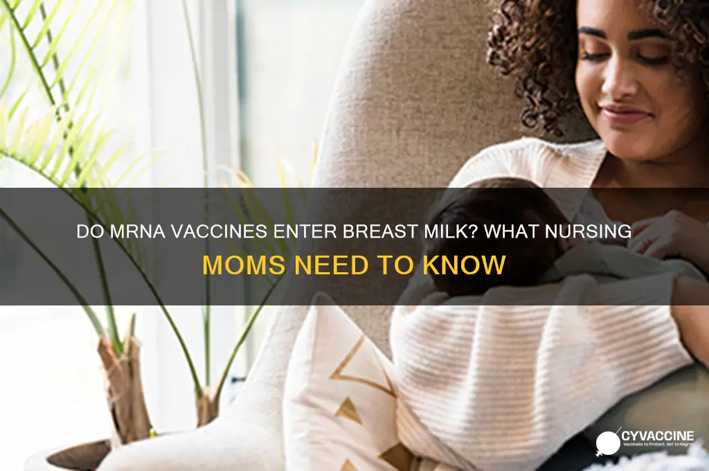 do mrna vaccines enter breast milk