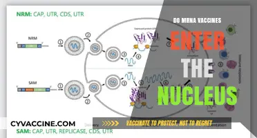 Do mRNA Vaccines Enter the Nucleus? Debunking Myths and Facts
