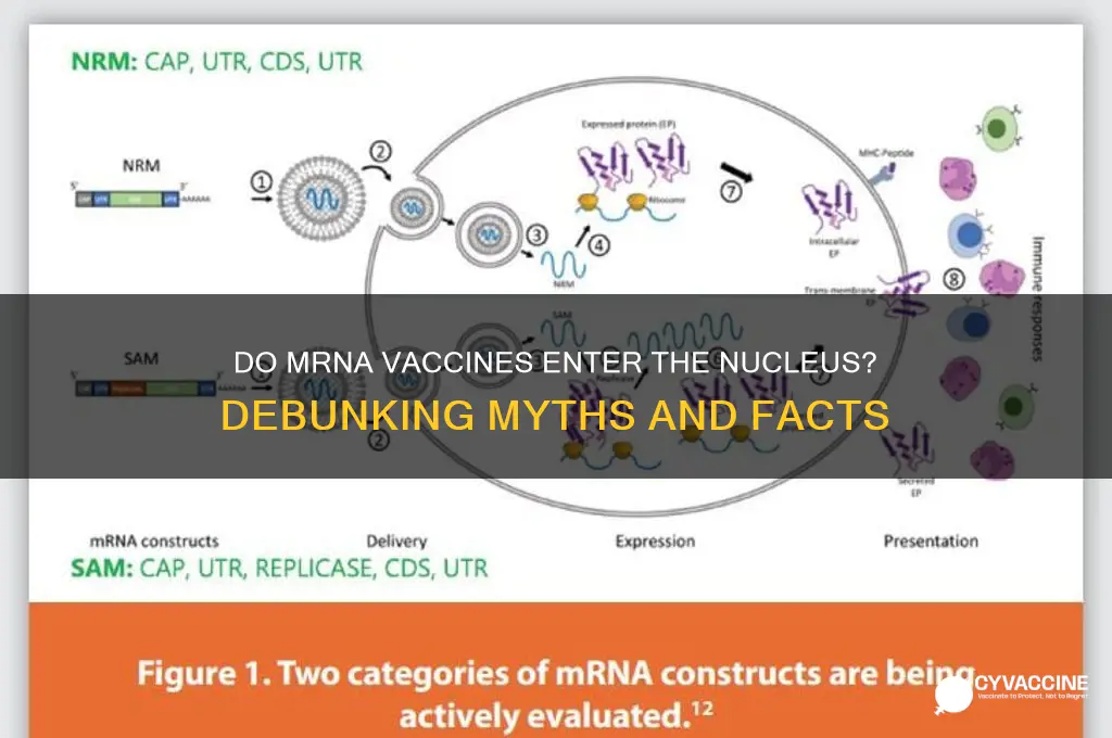 do mrna vaccines enter the nucleus