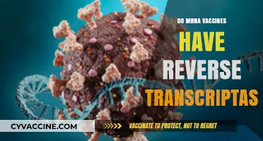 Do mRNA Vaccines Contain Reverse Transcriptase? Debunking the Myth