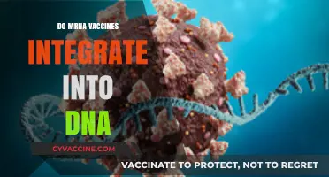 Do mRNA Vaccines Integrate into DNA? Separating Fact from Fiction