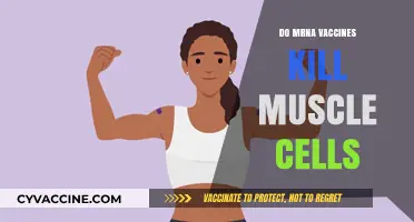 Debunking Myths: mRNA Vaccines and Muscle Cell Safety Explained