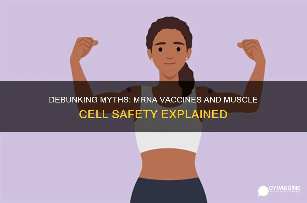 do mrna vaccines kill muscle cells