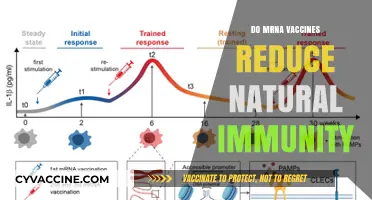 Do mRNA Vaccines Compromise Natural Immunity? Exploring the Science