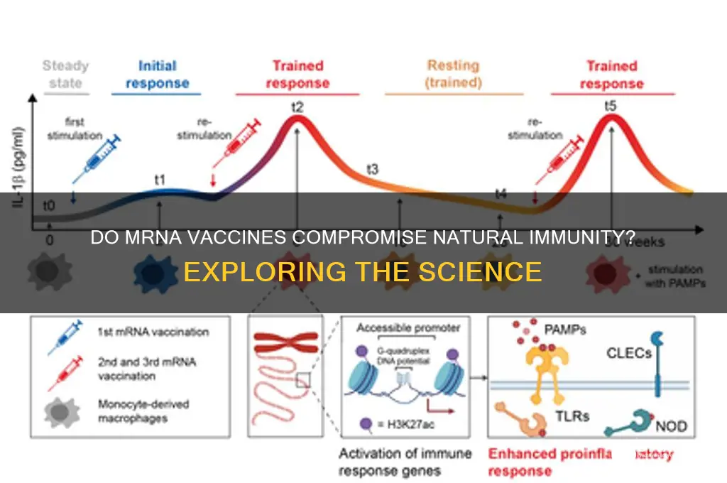 do mrna vaccines reduce natural immunity