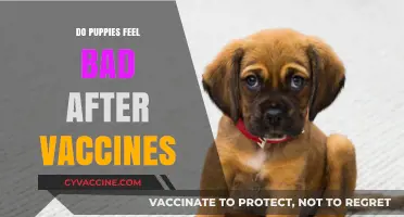 Do Puppies Feel Bad After Vaccines? Understanding Post-Shot Reactions
