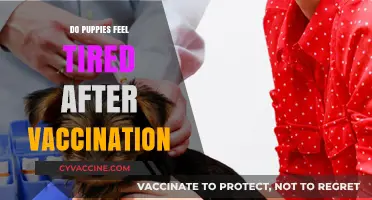 Puppy Vaccination Fatigue: Understanding Post-Shot Tiredness in Young Dogs