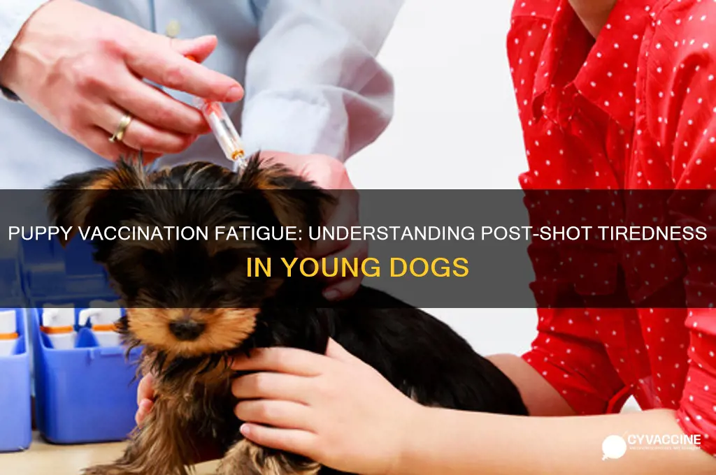 do puppies feel tired after vaccination