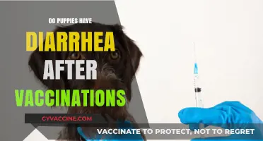 Puppy Vaccinations and Diarrhea: What’s Normal and When to Worry