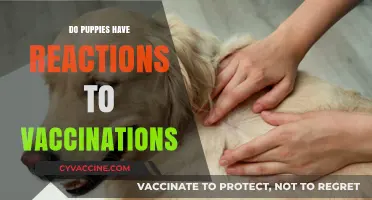 Puppy Vaccination Reactions: What to Expect and How to Help