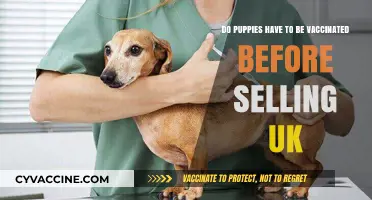 Puppy Vaccinations: What You Need to Know Before Selling