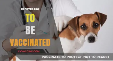 Puppy Vaccinations: Essential Health Protection for Your Young Canine Companion