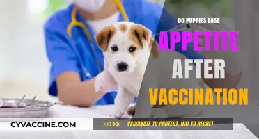 Puppy Appetite Loss After Vaccination: Causes, Concerns, and Solutions