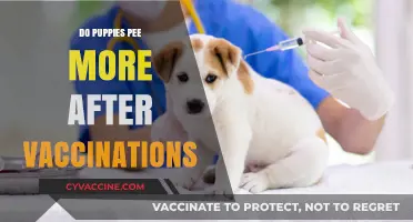 Puppy Vaccinations and Increased Urination: What Owners Need to Know