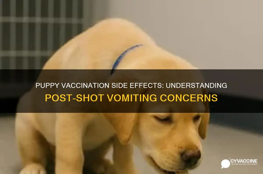 do puppies throw up after vaccination