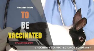 Do Rabbits Need Vaccinations? Essential Health Care Guide for Owners