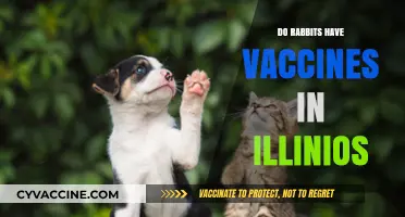 Illinois Rabbit Vaccines: What Pet Owners Need to Know