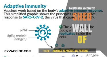 Do Recently Vaccinated Individuals Shed the Virus Post-Vaccination?