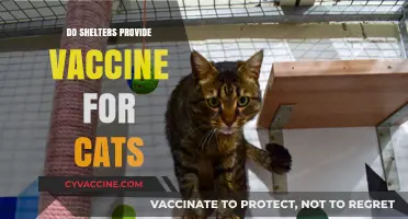 Do Shelters Vaccinate Cats? Essential Health Care for Felines Explained