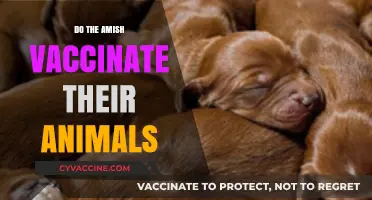 Amish Animal Vaccination Practices: Tradition, Health, and Community Choices